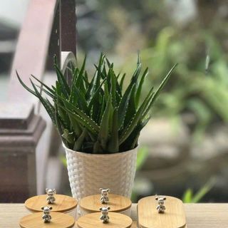 MG502 - BỘ 5 cái  Mứt thủy tinh + nắp gỗ + khay gỗ 